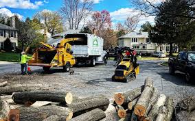 How Our Tree Care Process Works  in  Stallion Springs, CA