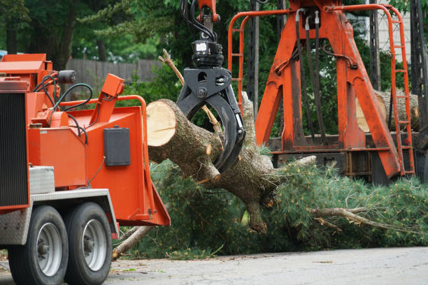 Trusted Stallion Springs, CA Tree Care Services Experts